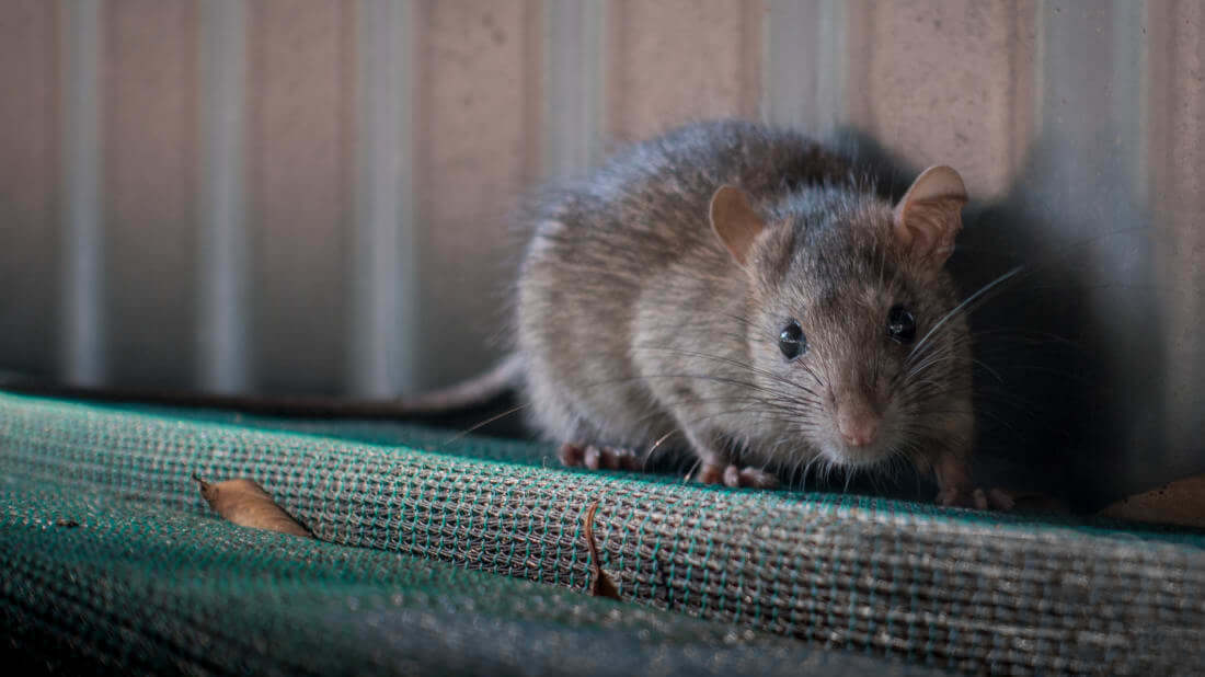 Tyto 3 přírodní prostředky ochrání váš domov před podzimní krysí invazí. Kam dát pepř?