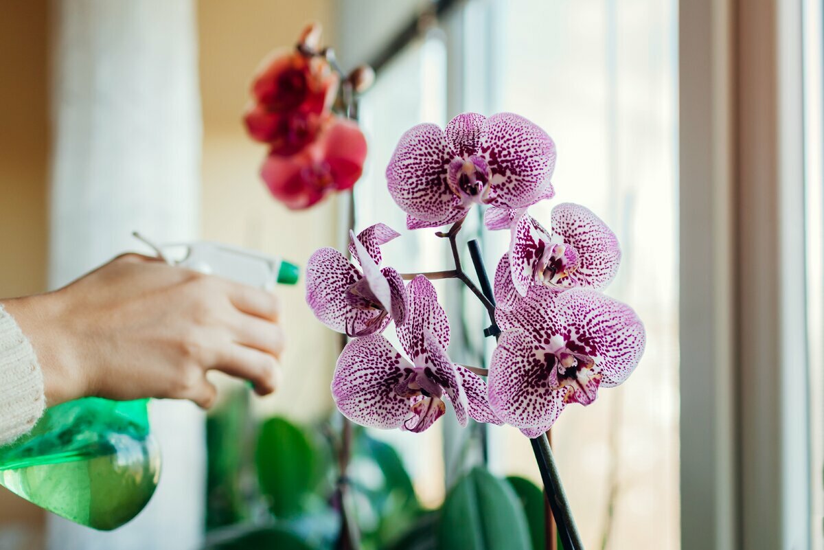 Proč listy orchidejí žloutnou? Zde jsou 3 kroky k záchraně vaší rostliny + tajná přísada